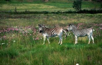 Природный парк Голден Гейт Хайлэндс явля