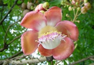 Парк местами буквально зарос огромными п