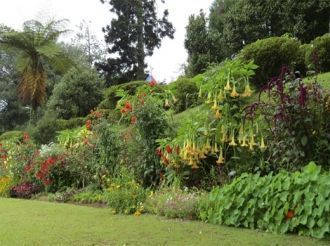 В ботаническом саду растут: камфорное де