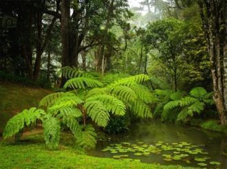 Парк начинается с огромного каллистемона
