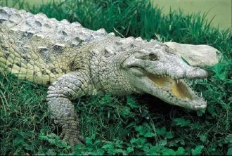 Крокодил в национальном парке.