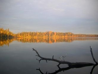 Средний возраст местных деревьев около 2