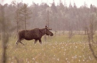В Водлозерском национальном парке зареги