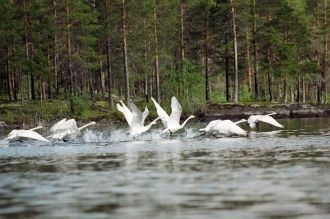 В Водлозерском национальном парке сохран