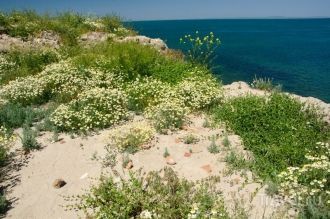 Городище заростает травой, когда на нем 