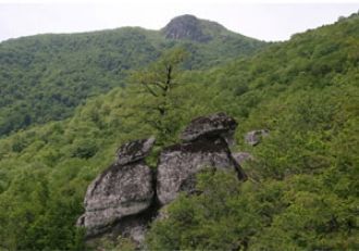 Основными охраняемыми объектами являются