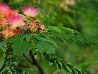 Шелковая акация.