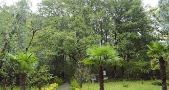 Здесь насчитывается 174 вида деревьев и 