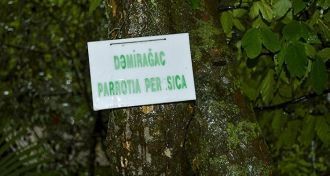 Железное дерево в Гирканском национально