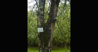 В национальном парке сохраняются ценные 