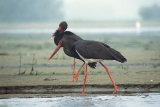 Чёрный аист (лат. Ciconia nigra) — птица