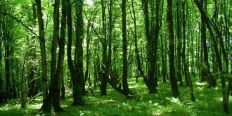 На каждую тысячу гектаров гирканских лес