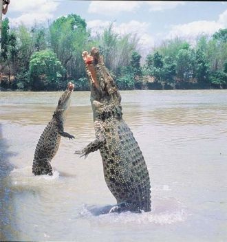 Здесь живут два вида крокодилов - крокод