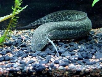 Здесь можно увидеть и баррамунди – двояк