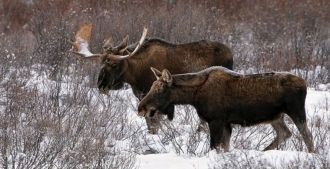 Животная жизнь также не отличается чем-т