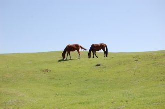 В течение нескольких лет – с 2002 года н