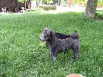 Охранять поголовье скота помогали собаки