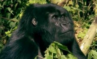 Горные гориллы (Gorilla beringei beringe