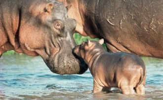 Огромные животные (весом до 4 тонн) с не