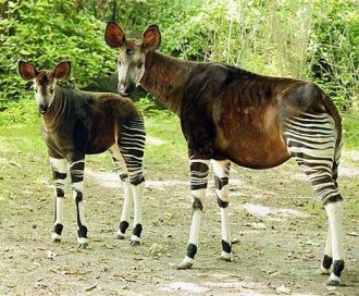 Конго - единственное государство во всем