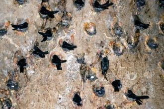 Белобрюхие саланганы (разновидность стри