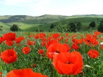 Весной неописуемо прекрасна низкогорная 