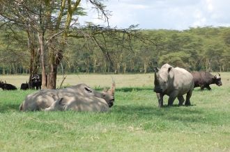 Буйволы и белые носороги национального п