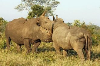 Семья белых носорогов, символ национальн