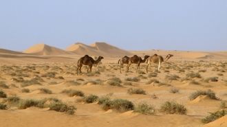 Он простирается на длину более 200 км пр