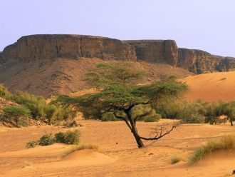 Среди млекопитающих можно выделить  газе