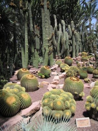 Сейчас Эльче - главный поставщик пальм в