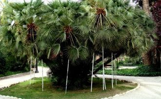 «Имперскую» пальму назвали «Сиси» - детс