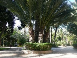 В зеленом оазисе произрастает более 11 0