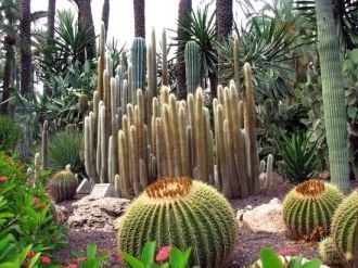 Пальмовый парк в Эльче.