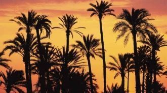 Силуэт пальм в сумерках, в Пальмераль де