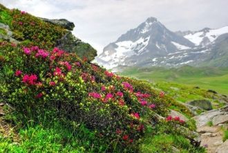 Леса сменяются субальпийскими и альпийск