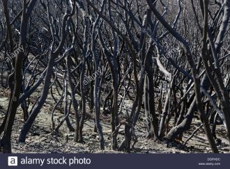 В августе 2012 года лесной пожар уничтож