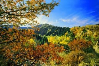 На территории парка широко распространен