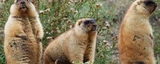 Иле-Алатауский национальный парк. Сурки.