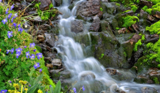 В Аксу-Жабаглы огромно разнообразие насе