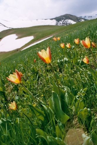 39 растений занесены в Красную книгу Каз