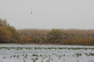 Аксу-Джабаглинский заповедник.