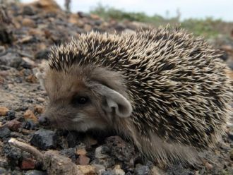 Всеобщая площадь заповедника составляет 