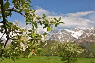 Саванноидный (кустарниково-саванноидный,