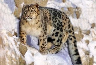 Животный мир парка представлен 50 видами