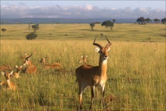 Кстати, последние занимают значительные 