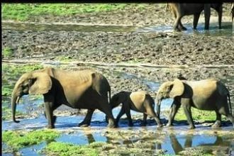 Сегодня общая площадь парка составляет о