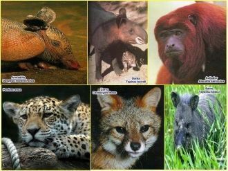 Животные, которые обитают в парке Лос-Ка