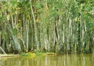 Заболоченные леса с разными видами пальм