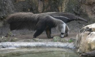 Гигантский муравьед Los Katios, Colombia
